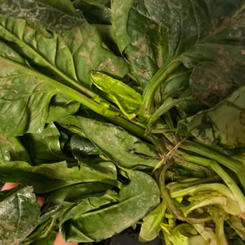 Migros'ta Eksik Sıkma Portakal Ve Çamurlu Ispanak Teslimatı Nedeniyle Yaşadığım Mağduriyet