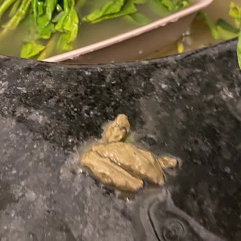 Migros'ta Eksik Sıkma Portakal Ve Çamurlu Ispanak Teslimatı Nedeniyle Yaşadığım Mağduriyet