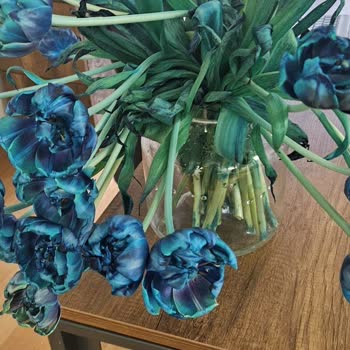 Kısa Sürede Solan Çiçekler İçin İade Talebi