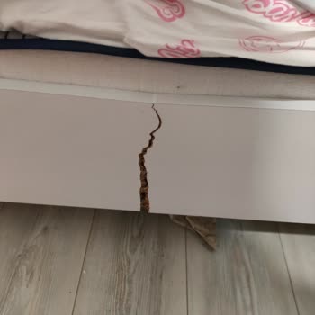 Setay Karyola Ön Kenarlık Parçası Kırıldı, Vivense Yardımcı Olmadı