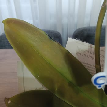 Ölmüş Orkide Teslimatı Ve İade Talebi