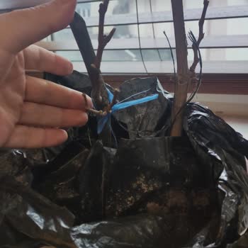 Vaat Edilen 3 Yaşında Ve 2 Metrelik Fidanlar 20 Santimetre Kuru Dal Olarak Geldi