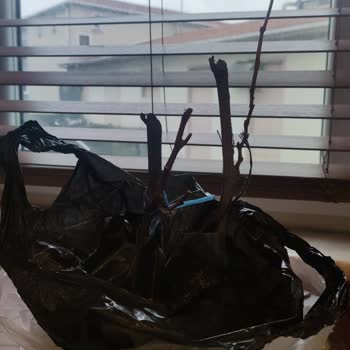 Vaat Edilen 3 Yaşında Ve 2 Metrelik Fidanlar 20 Santimetre Kuru Dal Olarak Geldi