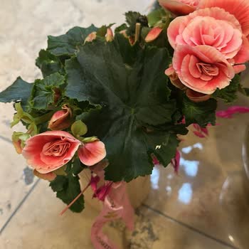 Taze Çiçek Siparişinde Görsel Uyuşmazlığı, Özensiz Teslimat Ve İade Talebi