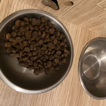 Koyu Renkli Ve Aşırı Kokulu Köpek Maması, Siyah Renkli Atık Şikayeti