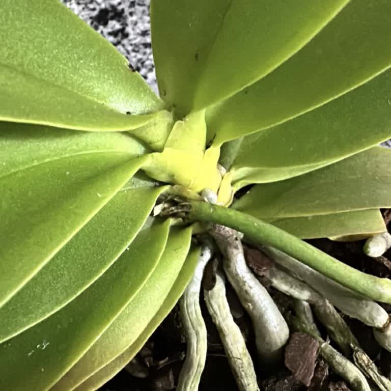 Kırık Çift Dallı Orkide Ve Ciddiyetsiz Satıcı Yanıtı