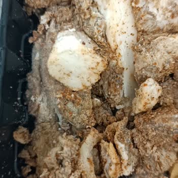 Migros Sanal Market'ten Küflü Kokoreç Ve Kurye Gelmemesi