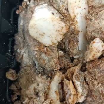 Migros Sanal Market'ten Küflü Kokoreç Ve Kurye Gelmemesi