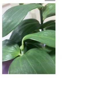 Sipariş Edilen Çiçek Görseliyle Uyuşmayan, Eksik Ve Kalitesiz Teslimat Ve İade Talebi