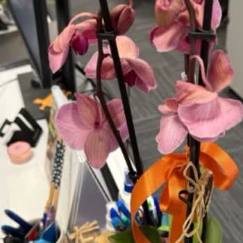 Ölü Orkide Teslimatı Ve Yetersiz İade Teklifi