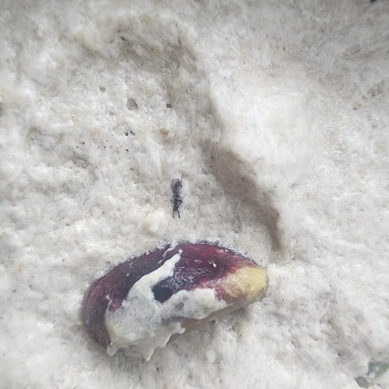 Üçel Helvasında Böcek Tespiti, Hijyen Ve Güven Endişesi