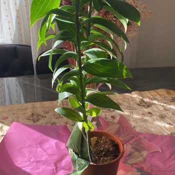 Görsel Ve Açıklamadaki Yanıltıcı Bilgiler Ürün Tesliminde Büyük Hayal Kırıklığına Yol Açtı