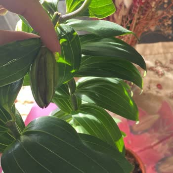 Görsel Ve Açıklamadaki Yanıltıcı Bilgiler Ürün Tesliminde Büyük Hayal Kırıklığına Yol Açtı