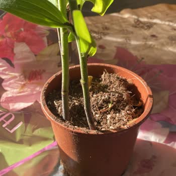 Görsel Ve Açıklamadaki Yanıltıcı Bilgiler Ürün Tesliminde Büyük Hayal Kırıklığına Yol Açtı