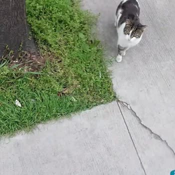 Şok Market Bölge Sorumlusu Kediyi Alıp Götürdü Açıklama Talep Ediyoruz