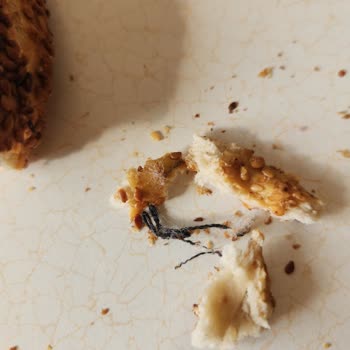 Sağlığımı Tehlikeye Atan Dondurulmuş Simitte İp Parçaları