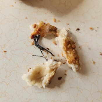 Sağlığımı Tehlikeye Atan Dondurulmuş Simitte İp Parçaları