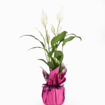 Görseldeki Canlı Çiçek Gerçekte Solmuş Ve Bakımsız