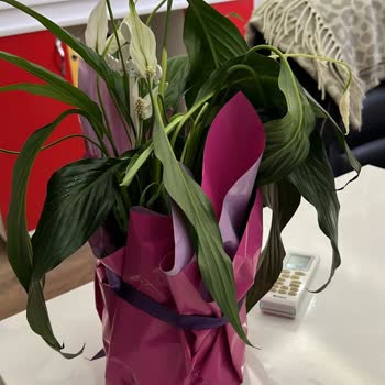 Görseldeki Canlı Çiçek Gerçekte Solmuş Ve Bakımsız