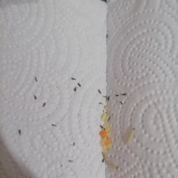 Yazar Marka 1 Kg Osmancık Pirinçte Beyaz Kurtlar Ve Siyah Böcekler Bulundu