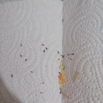 Yazar Marka 1 Kg Osmancık Pirinçte Beyaz Kurtlar Ve Siyah Böcekler Bulundu