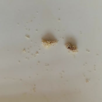 Piyale İrmik Üründe Kurtlar Görüldü Sağlık Ve Hijyen Endişesi