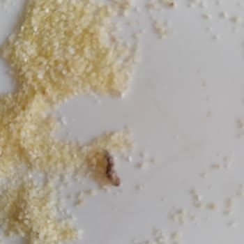 Piyale İrmik Üründe Kurtlar Görüldü Sağlık Ve Hijyen Endişesi