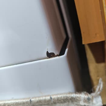 Garanti Kapsamındaki Korozyon Sorunu İçin Ücretsiz Değişim Talebi