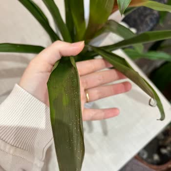 Bakım Bilgisi Olmadan Ölen Saksı Çiçeği Ve İade Talebi