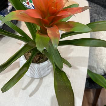 Bakım Bilgisi Olmadan Ölen Saksı Çiçeği Ve İade Talebi