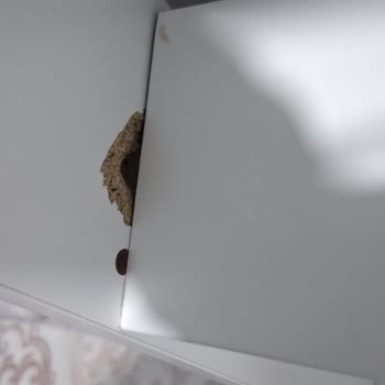 Mondi Ranzasındaki Üretim Hatası Basamağı İçin Ücretsiz Onarım Talebi