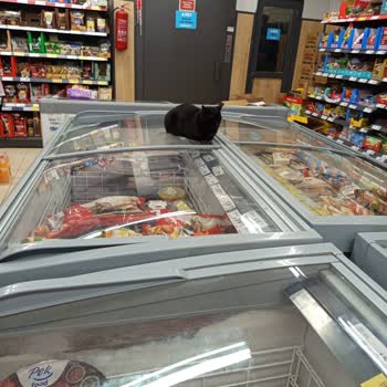 A101 Mağazasında Gıda Reyonlarına Sokak Hayvanlarının Girişi