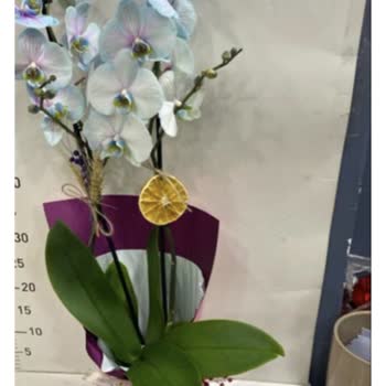Orkide Siparişinde Görünüm Ve Kalite Eksikliği, Müşteri Hizmetlerinden İlgisiz Tavır