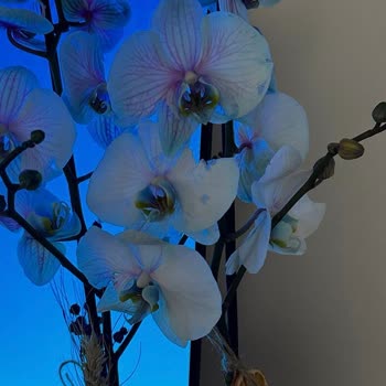 Orkide Siparişinde Görünüm Ve Kalite Eksikliği, Müşteri Hizmetlerinden İlgisiz Tavır