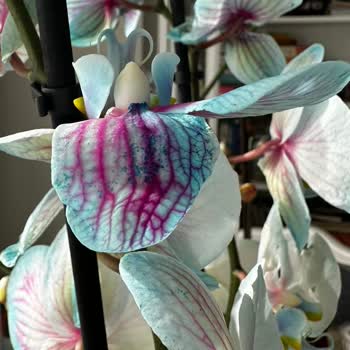 Orkide Siparişinde Görünüm Ve Kalite Eksikliği, Müşteri Hizmetlerinden İlgisiz Tavır