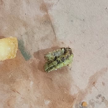 Burgerde Tırtıl Ve Çürük Marul Bulundu