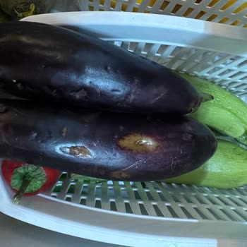 Sebze Ve Meyve Bölmesinde Su Birikmesi, Çürüme Ve Garanti Süresinde Servis Ücreti Talebi