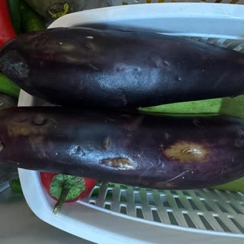 Sebze Ve Meyve Bölmesinde Su Birikmesi, Çürüme Ve Garanti Süresinde Servis Ücreti Talebi