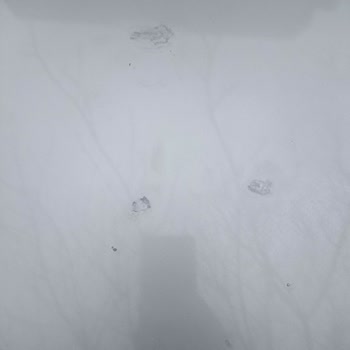 Ford Focus Kaputundaki Boya Atmalarının Garanti Kapsamında Onarımı Ve Değer Kaybı Telafisi