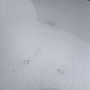 Ford Focus Kaputundaki Boya Atmalarının Garanti Kapsamında Onarımı Ve Değer Kaybı Telafisi