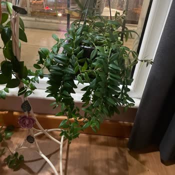 Bitkim.com Yanlış Tür Gönderilen Ruj Çiçeği Siparişi Üzerine Hızlı Düzeltme Talebi