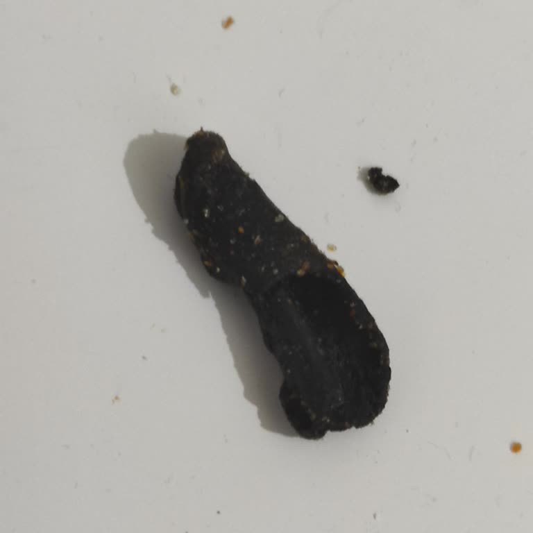 Patos Rolls Acı Cipsinde Siyah Yabancı Madde Görüldü, Sağlık Endişesi