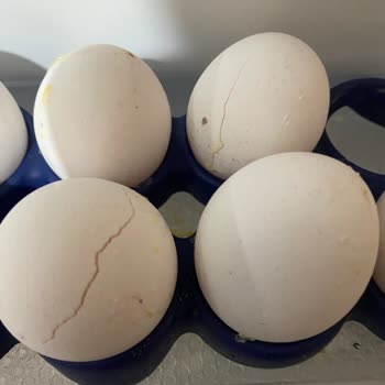 Bosch Buzdolabında Sürekli Donma Sorunu Ve Uzatılmış Garanti Kapsamında Ürün Değişimi Talebi