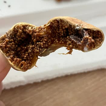 Koop Market Marketten Aldığım Kuru İncilerin İçi Böcek Dolu