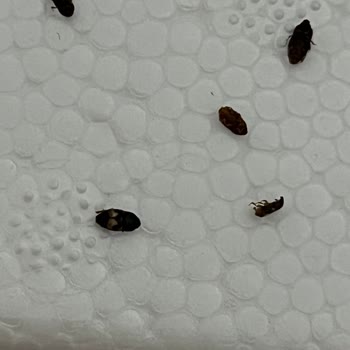 Koop Market Marketten Aldığım Kuru İncilerin İçi Böcek Dolu