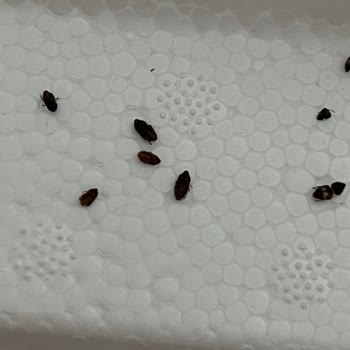 Koop Market Marketten Aldığım Kuru İncilerin İçi Böcek Dolu