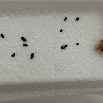 Koop Market Marketten Aldığım Kuru İncilerin İçi Böcek Dolu