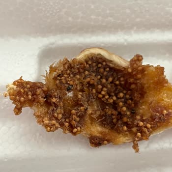 Koop Market Marketten Aldığım Kuru İncilerin İçi Böcek Dolu