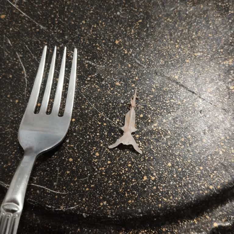 Ton Balığı Konservesinde Kılçık Sorunu