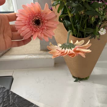 Geç Teslim, Bozulmuş Çiçek Ve Çikolata, Eksik Buket Şikayeti